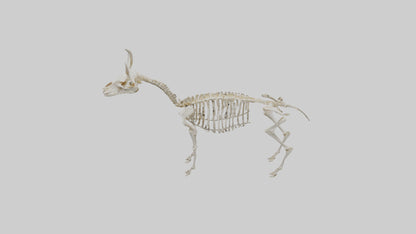Mouse Skeleton model 3D model