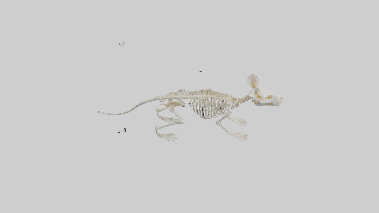 Mouse Skeleton model 3D model