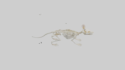 Mouse Skeleton model 3D model
