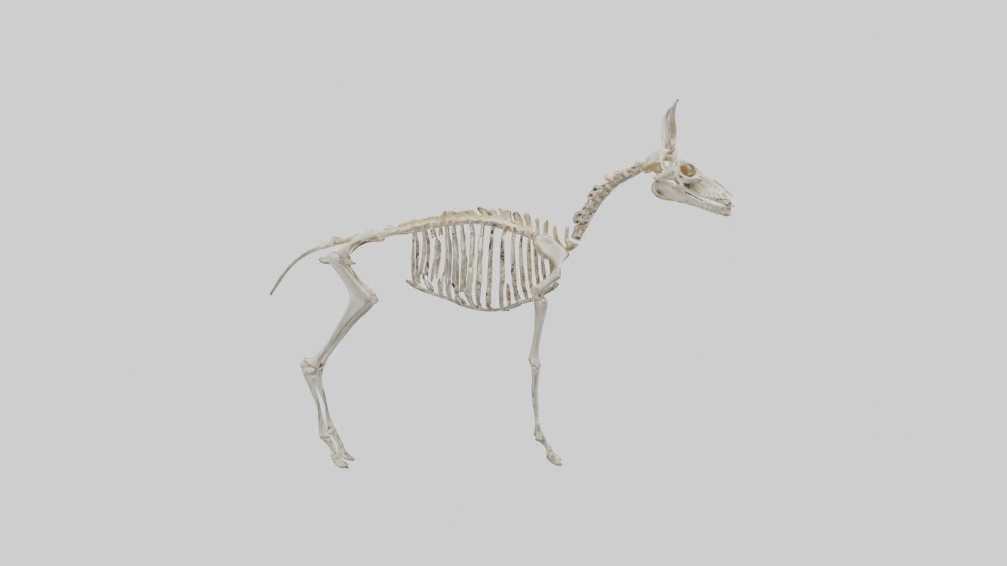 Mouse Skeleton model 3D model
