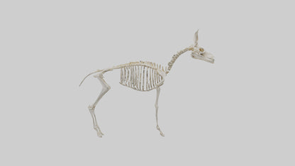 Mouse Skeleton model 3D model