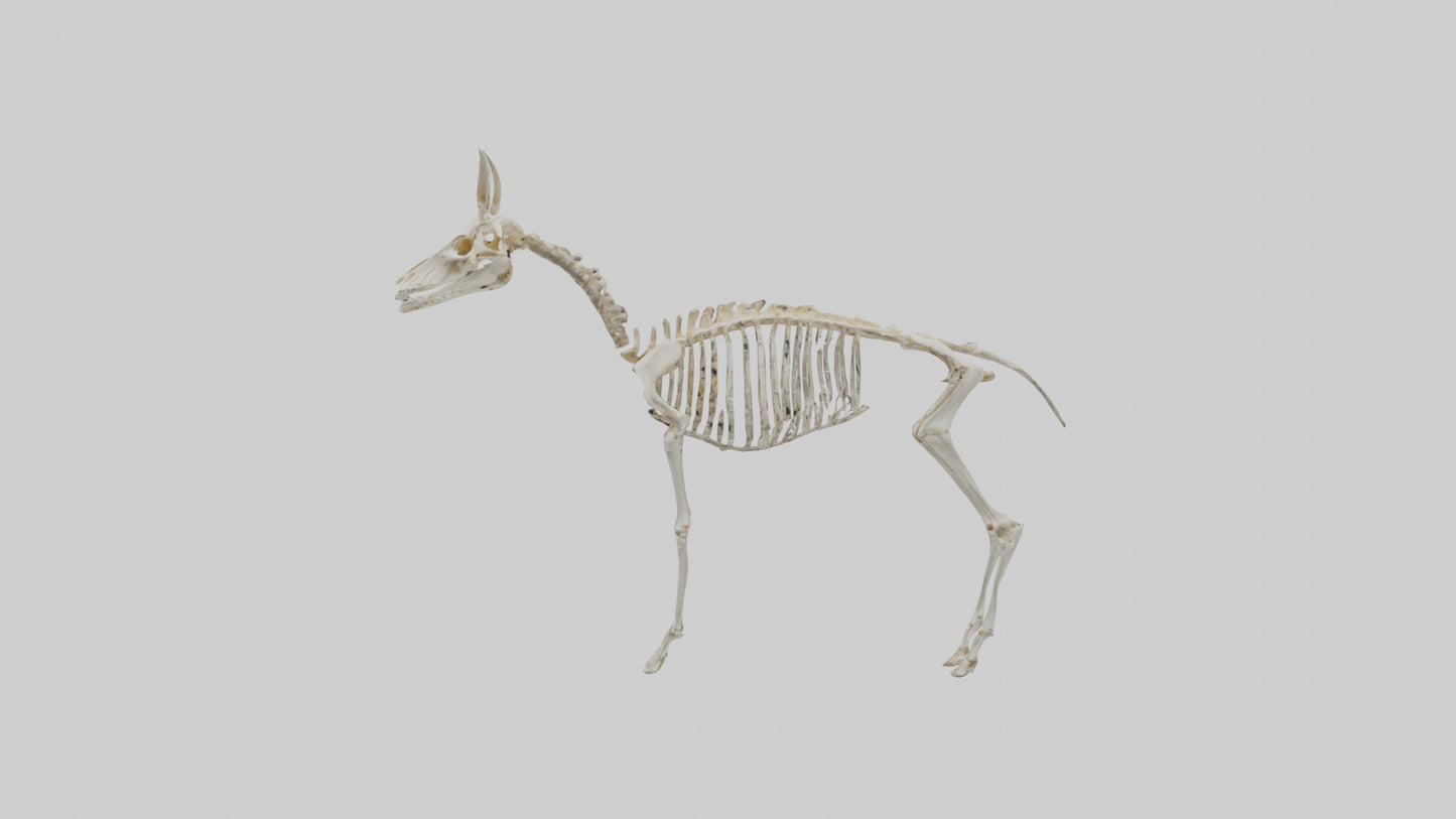 Mouse Skeleton model 3D model
