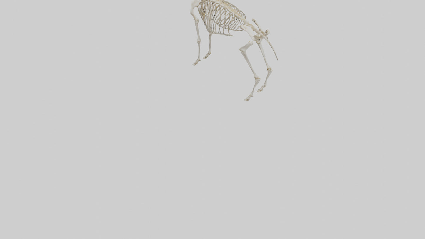 Mouse Skeleton model 3D model