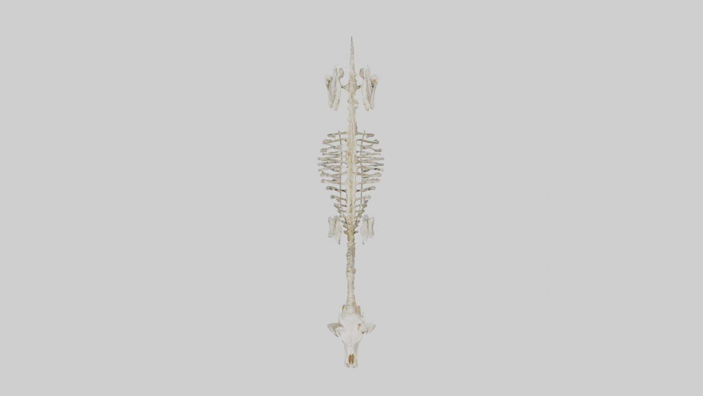 Mouse Skeleton model 3D model