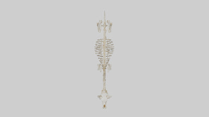 Mouse Skeleton model 3D model