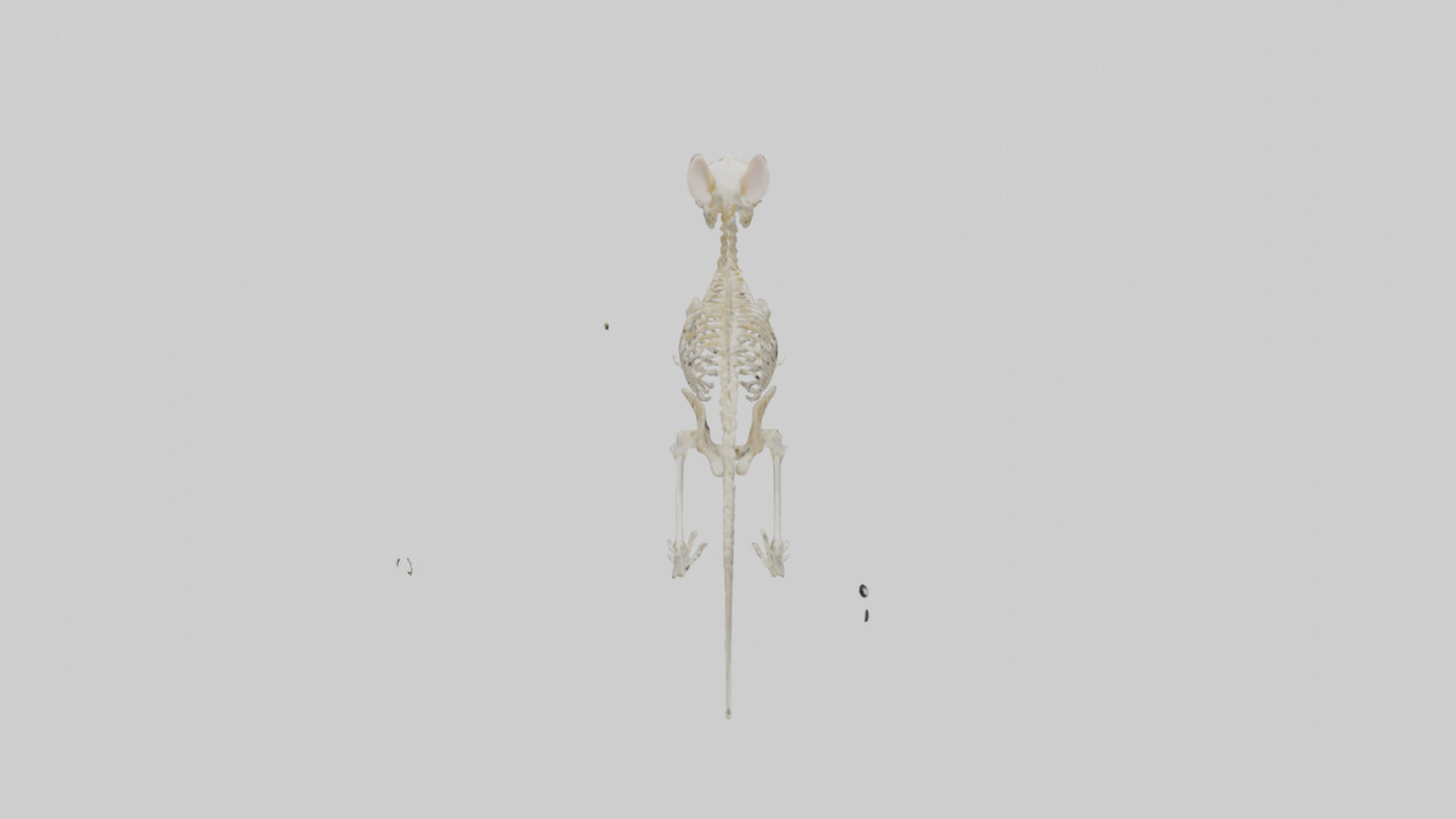 Mouse Skeleton model 3D model
