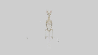 Mouse Skeleton model 3D model