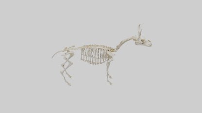 Mouse Skeleton model 3D model