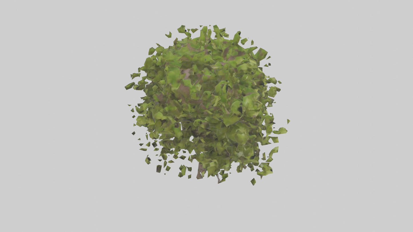 3D model Mulberry tree model VR / AR / low-poly