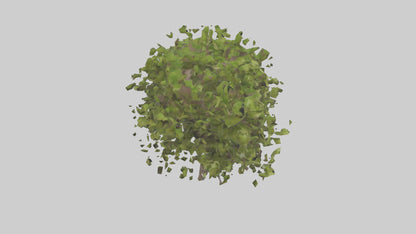 3D model Mulberry tree model VR / AR / low-poly
