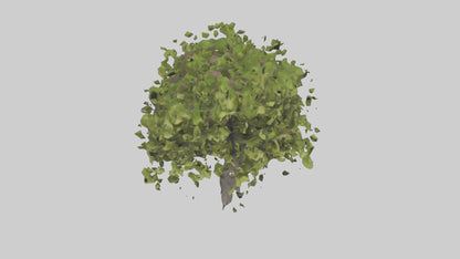 3D model Mulberry tree model VR / AR / low-poly