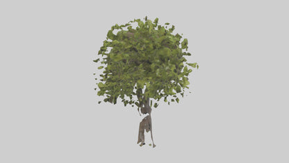 3D model Mulberry tree model VR / AR / low-poly