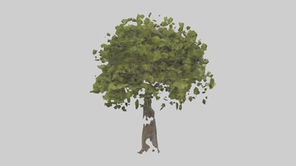 3D model Mulberry tree model VR / AR / low-poly