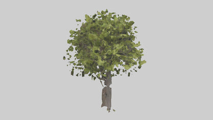 3D model Mulberry tree model VR / AR / low-poly