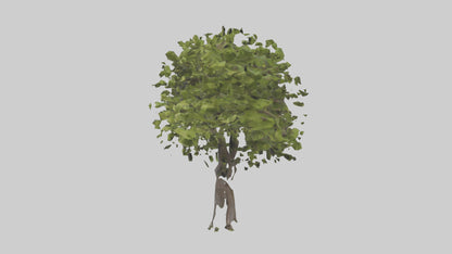 3D model Mulberry tree model VR / AR / low-poly