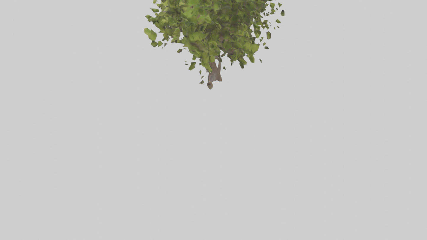 3D model Mulberry tree model VR / AR / low-poly