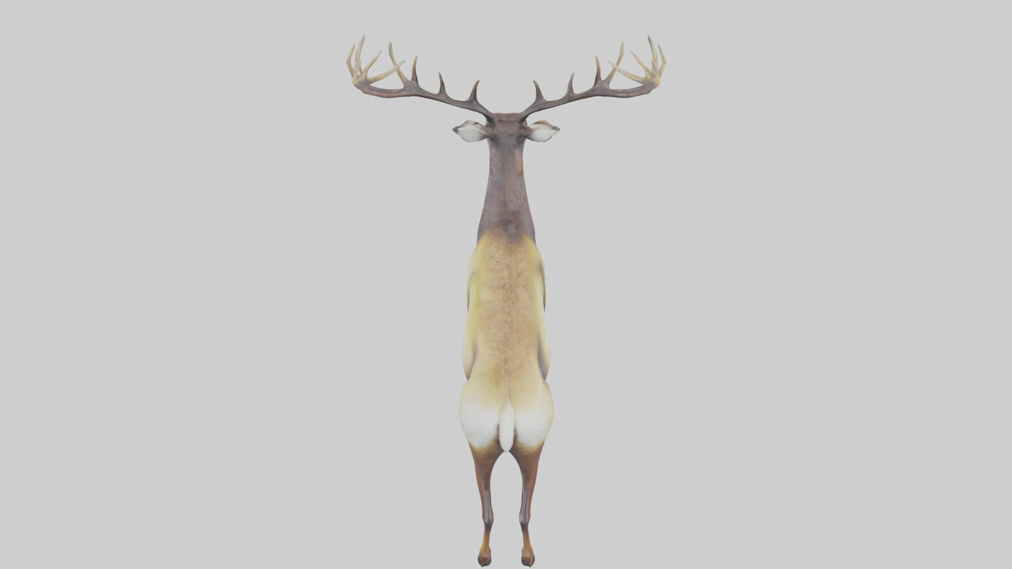 3D model Mule Deer statue model VR / AR / low-poly