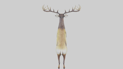 3D model Mule Deer statue model VR / AR / low-poly