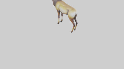 3D model Mule Deer statue model VR / AR / low-poly