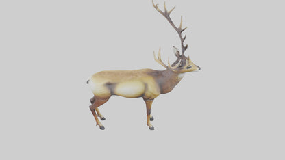 3D model Mule Deer statue model VR / AR / low-poly