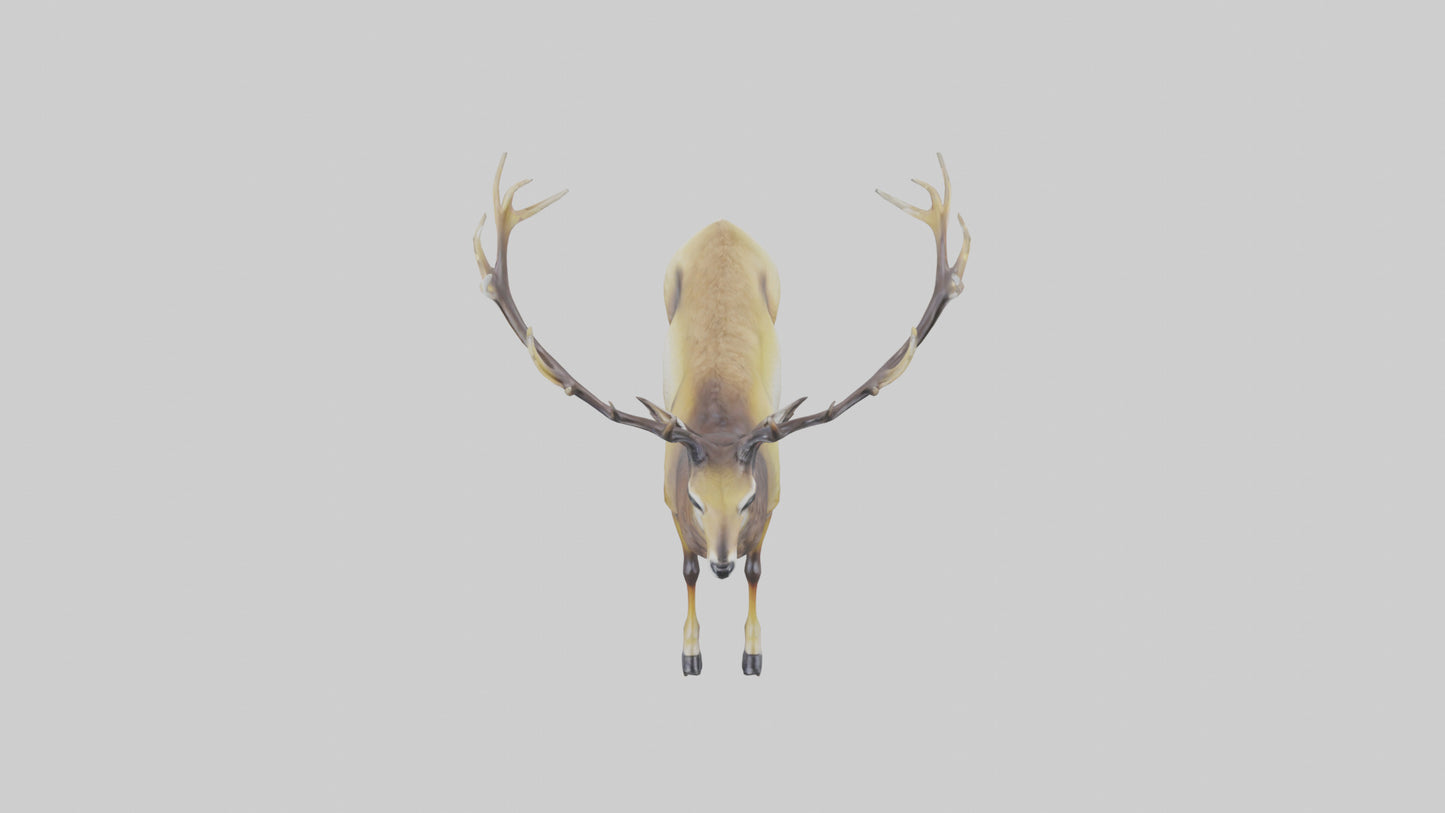 3D model Mule Deer statue model VR / AR / low-poly