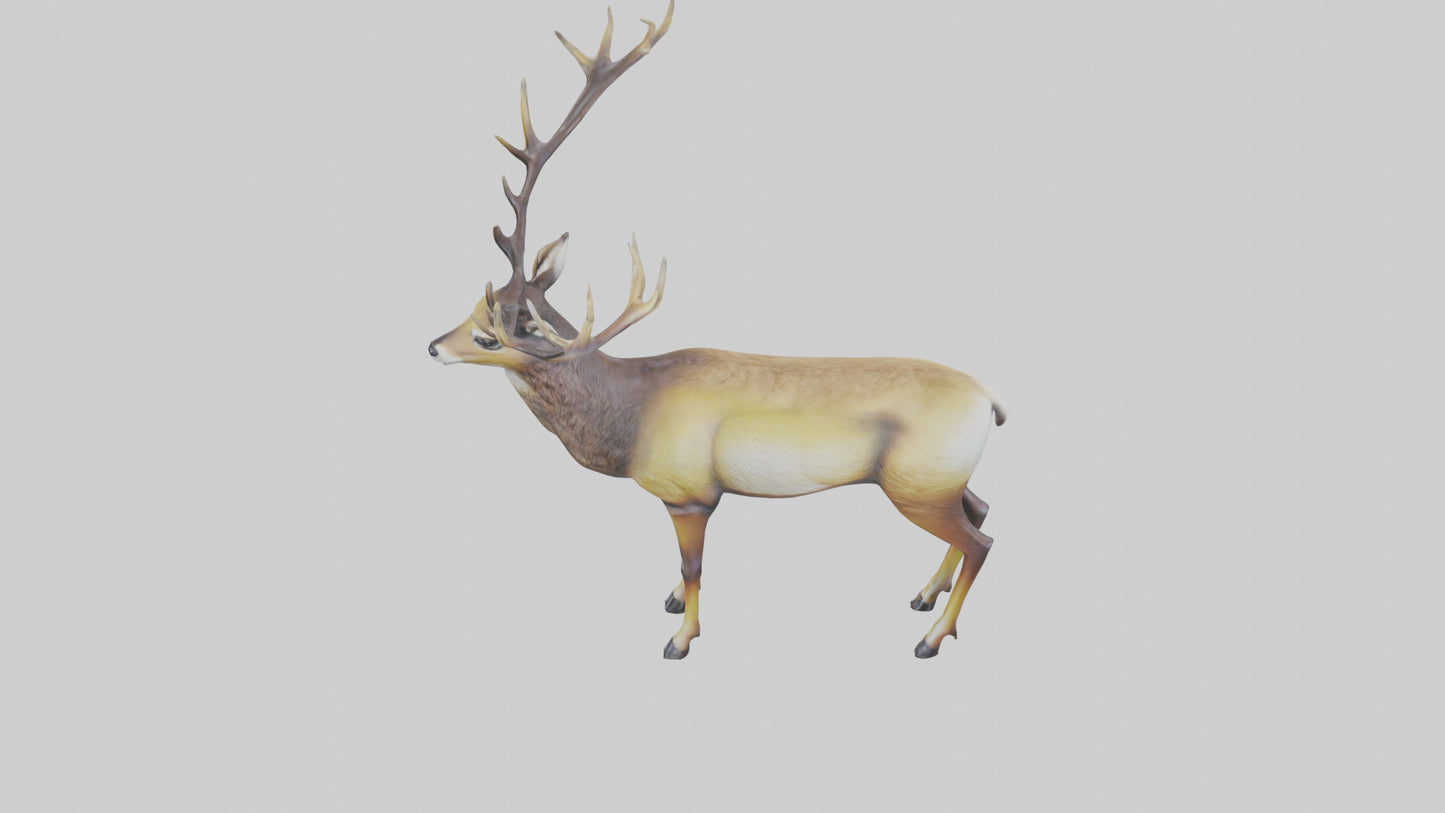 3D model Mule Deer statue model VR / AR / low-poly