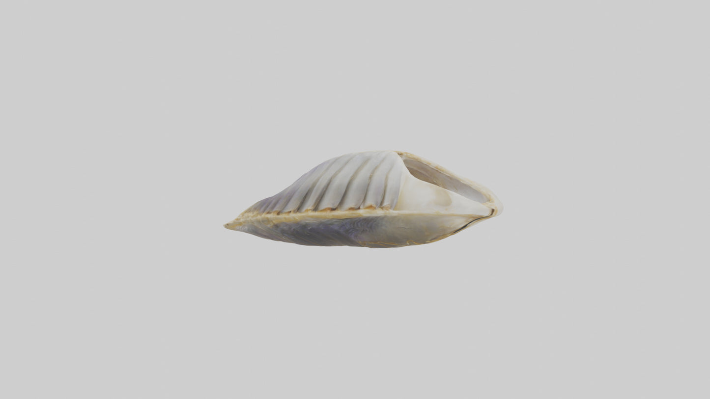 3D model Mussel Skeleton model VR / AR / low-poly