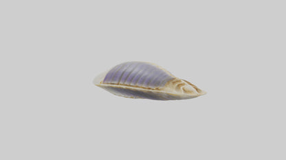 3D model Mussel Skeleton model VR / AR / low-poly