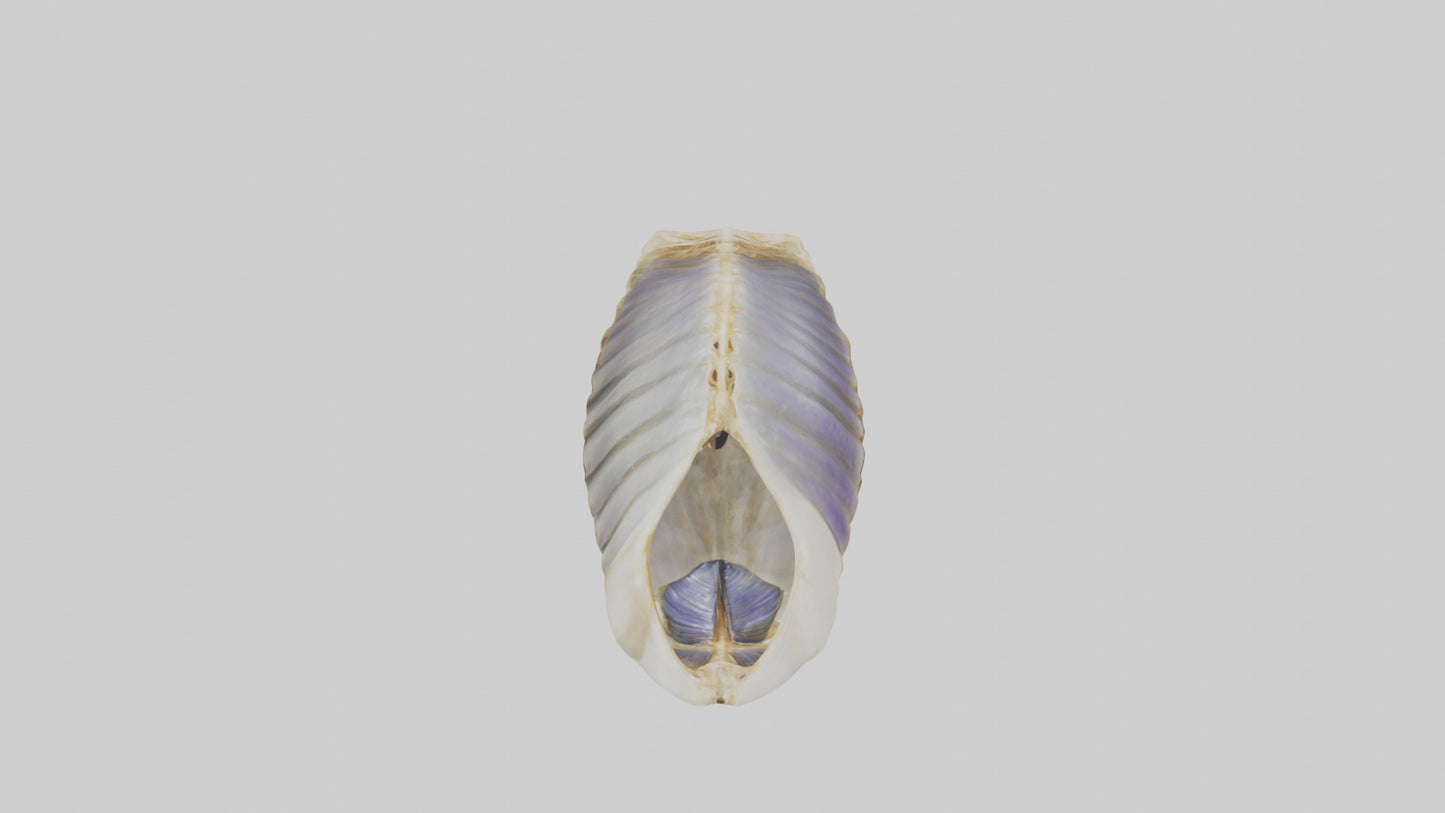 3D model Mussel Skeleton model VR / AR / low-poly