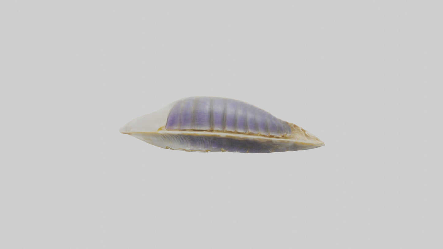 3D model Mussel Skeleton model VR / AR / low-poly