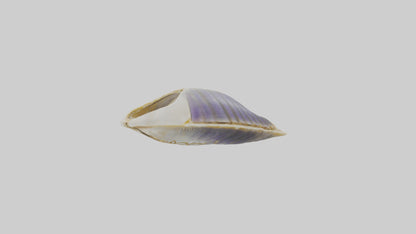 3D model Mussel Skeleton model VR / AR / low-poly