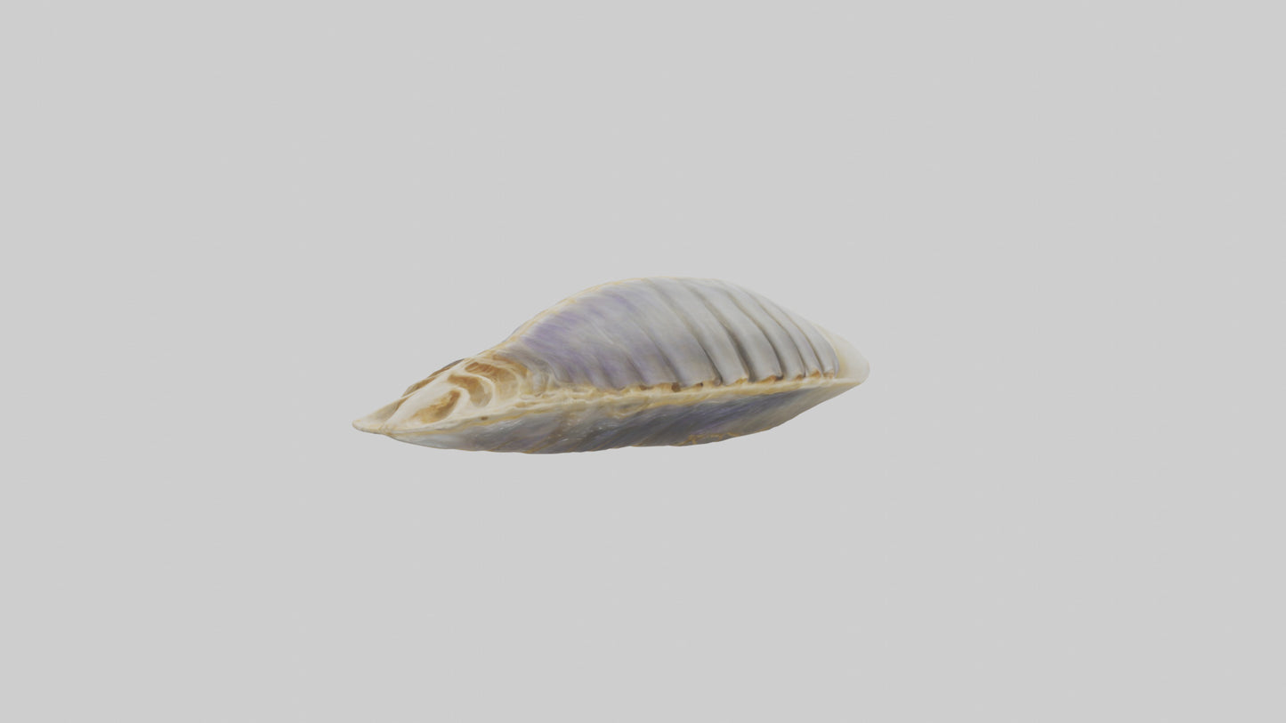 3D model Mussel Skeleton model VR / AR / low-poly