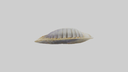 3D model Mussel Skeleton model VR / AR / low-poly