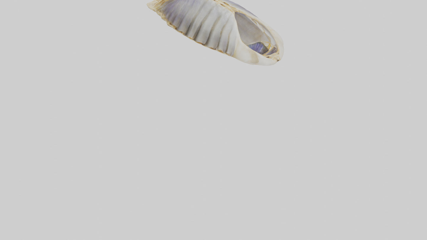 3D model Mussel Skeleton model VR / AR / low-poly