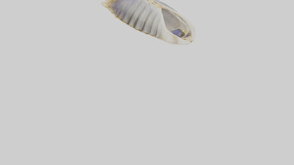 3D model Mussel Skeleton model VR / AR / low-poly