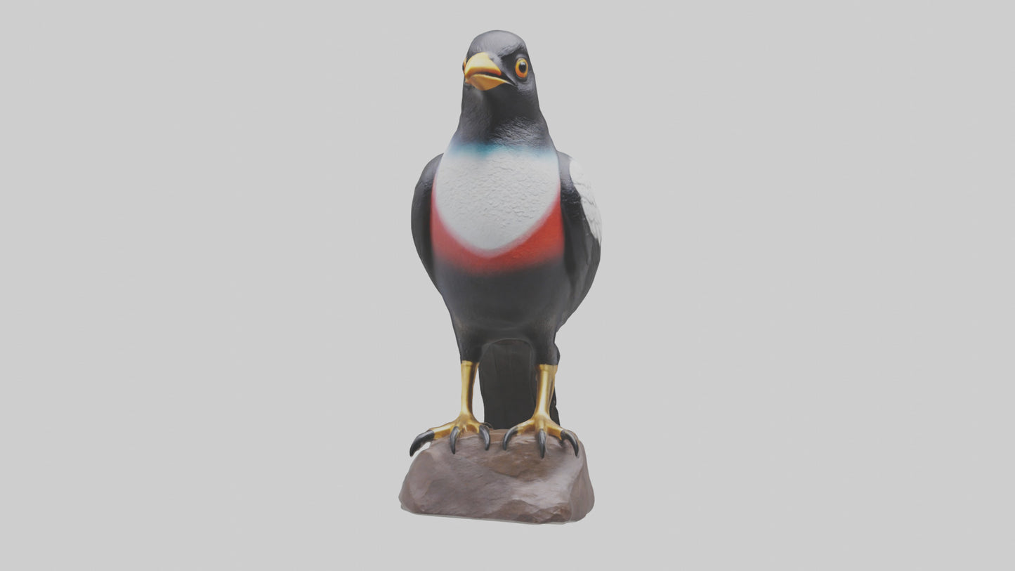 3D model Mynah Bird statue model VR / AR / low-poly