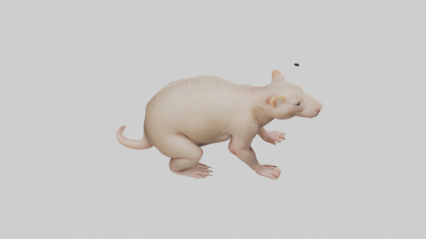 3D model Naked Mole Rat sitting model VR / AR / low-poly