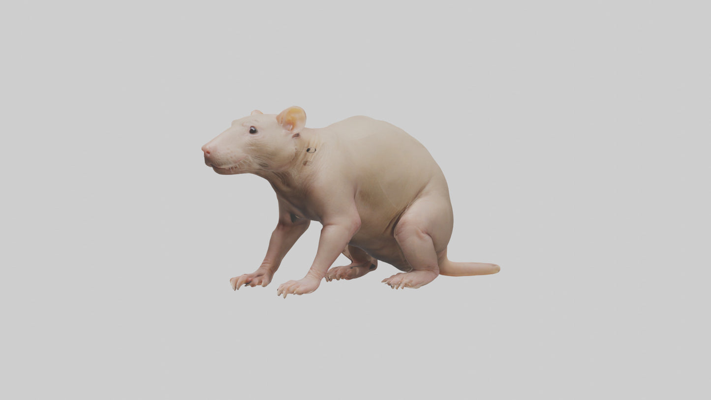 3D model Naked Mole Rat sitting model VR / AR / low-poly