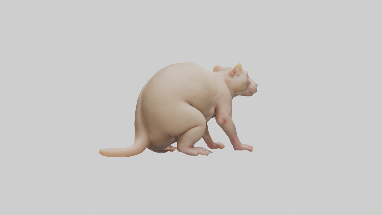 3D model Naked Mole Rat sitting model VR / AR / low-poly