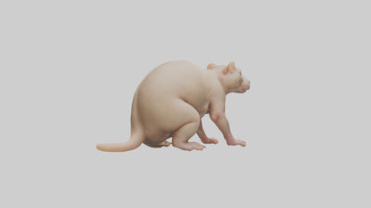 3D model Naked Mole Rat sitting model VR / AR / low-poly