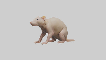 3D model Naked Mole Rat sitting model VR / AR / low-poly