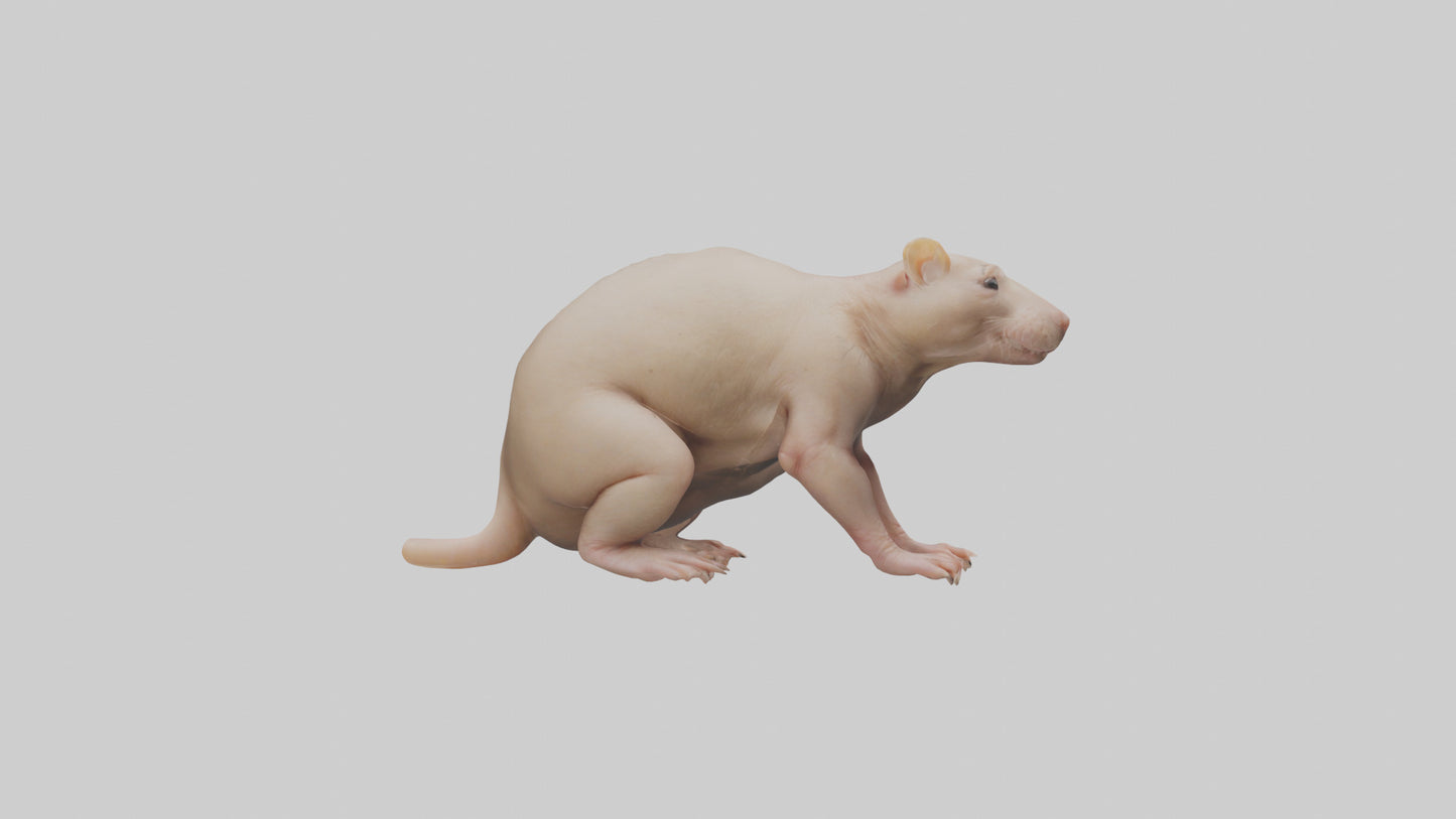3D model Naked Mole Rat sitting model VR / AR / low-poly