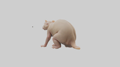 3D model Naked Mole Rat sitting model VR / AR / low-poly