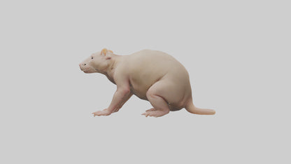 3D model Naked Mole Rat sitting model VR / AR / low-poly
