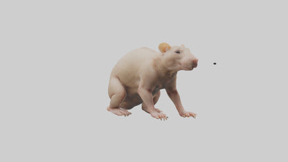 3D model Naked Mole Rat sitting model VR / AR / low-poly