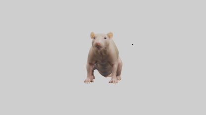 3D model Naked Mole Rat sitting model VR / AR / low-poly