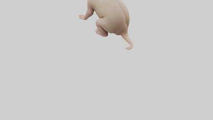 3D model Naked Mole Rat sitting model VR / AR / low-poly