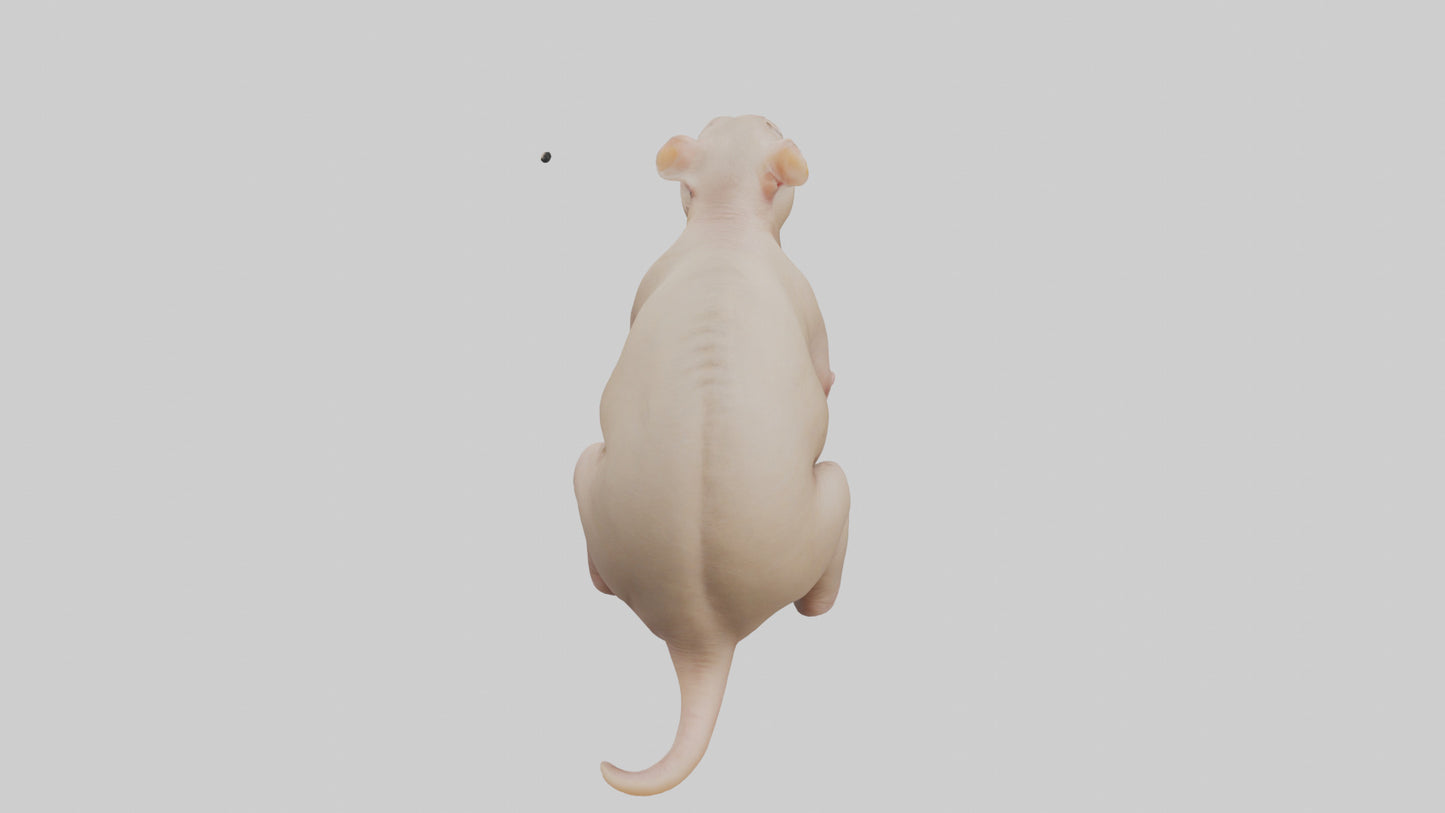 3D model Naked Mole Rat sitting model VR / AR / low-poly