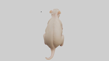 3D model Naked Mole Rat sitting model VR / AR / low-poly