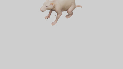 3D model Naked Mole Rat sitting model VR / AR / low-poly